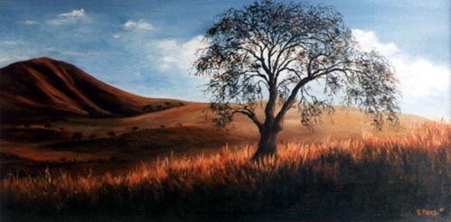California_Oak.jpg (50419 bytes)